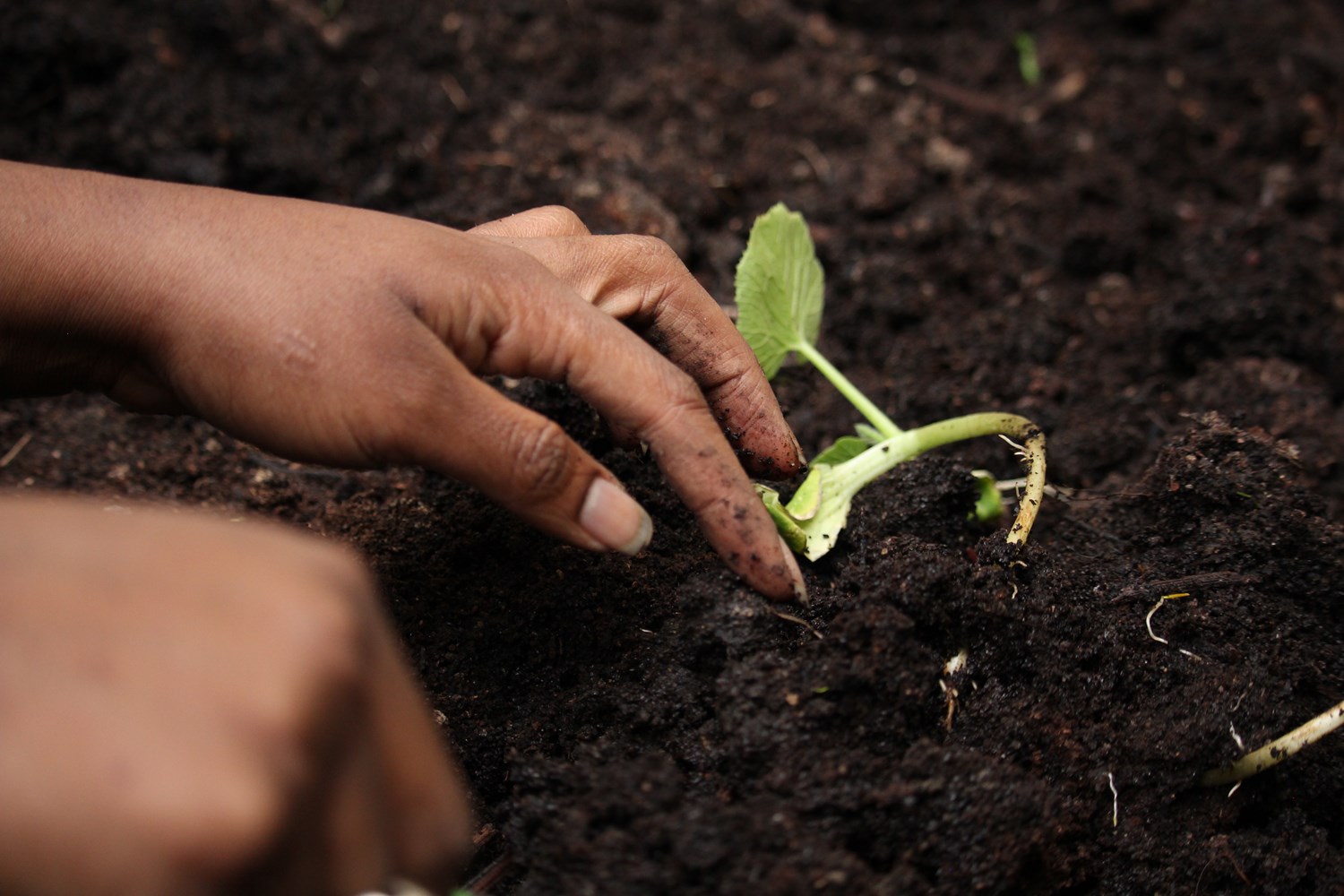 Atelier jardinage La Sauge