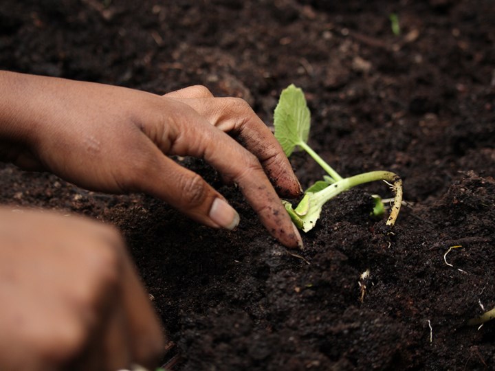 Atelier jardinage La Sauge